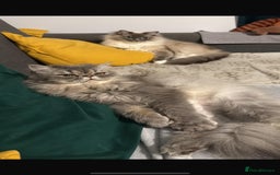 Ragdoll cats for sale: Loving Indoor Cat Duo Seeking Their Forever Home  - Image 9