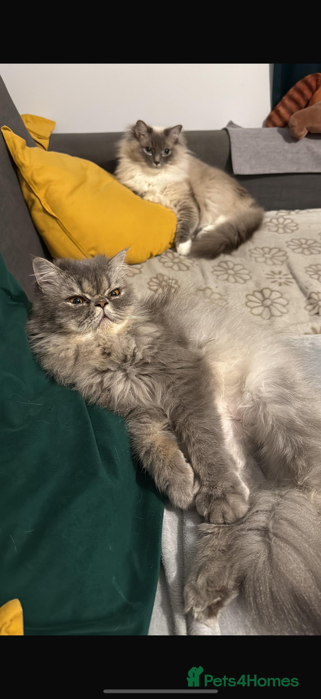 Ragdoll cats for sale: Loving Indoor Cat Duo Seeking Their Forever Home  - Image 9