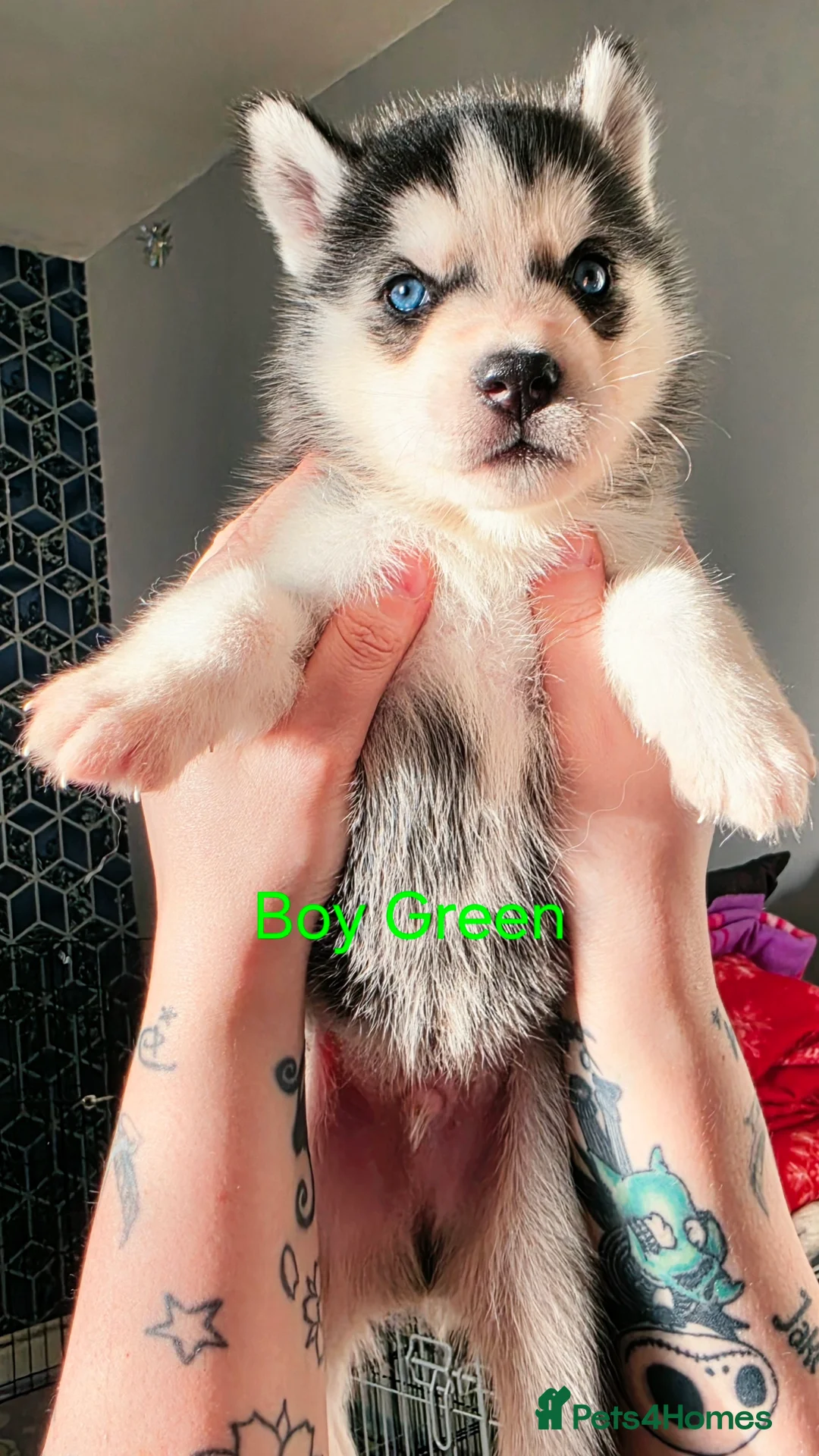 Siberian Husky dogs for sale: 8 Siberian Husky puppies Born Friday 13th February - Advert 40