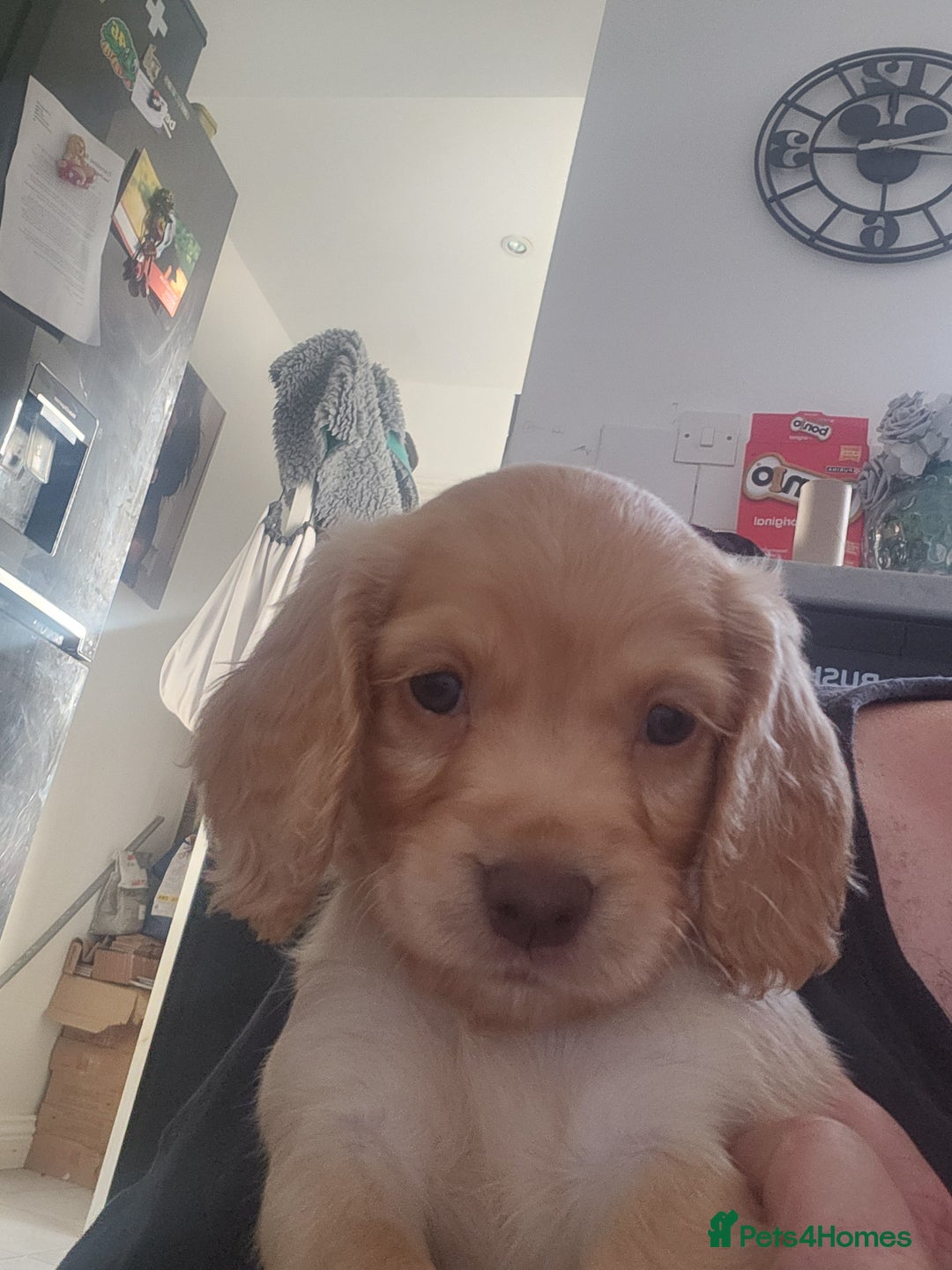 Cocker Spaniel dogs for sale: 3 kc reg working cocker spaniels avaliable  - Image 5