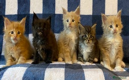 Maine Coon cats for sale: Beautiful Maine Coon Kitten - Champion Lines - Image 9