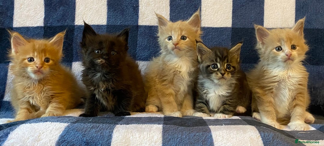 Maine Coon cats for sale: Beautiful Maine Coon Kitten - Champion Lines - Image 9