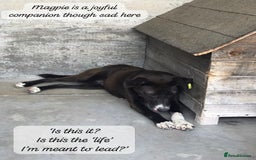 Mixed Breed dogs for adoption: Magpie- beautiful 1 year old- Reserved stc. in Brixham - Image 13