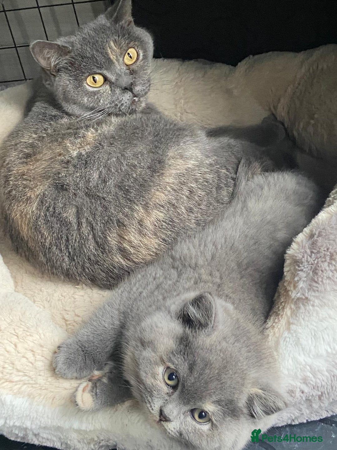 British Shorthair cats for sale: British Shorthair Kitten Tortie Girl - Advert 1