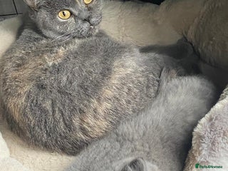 British Shorthair cats British Shorthair Kitten Ready To Go - Advert 2