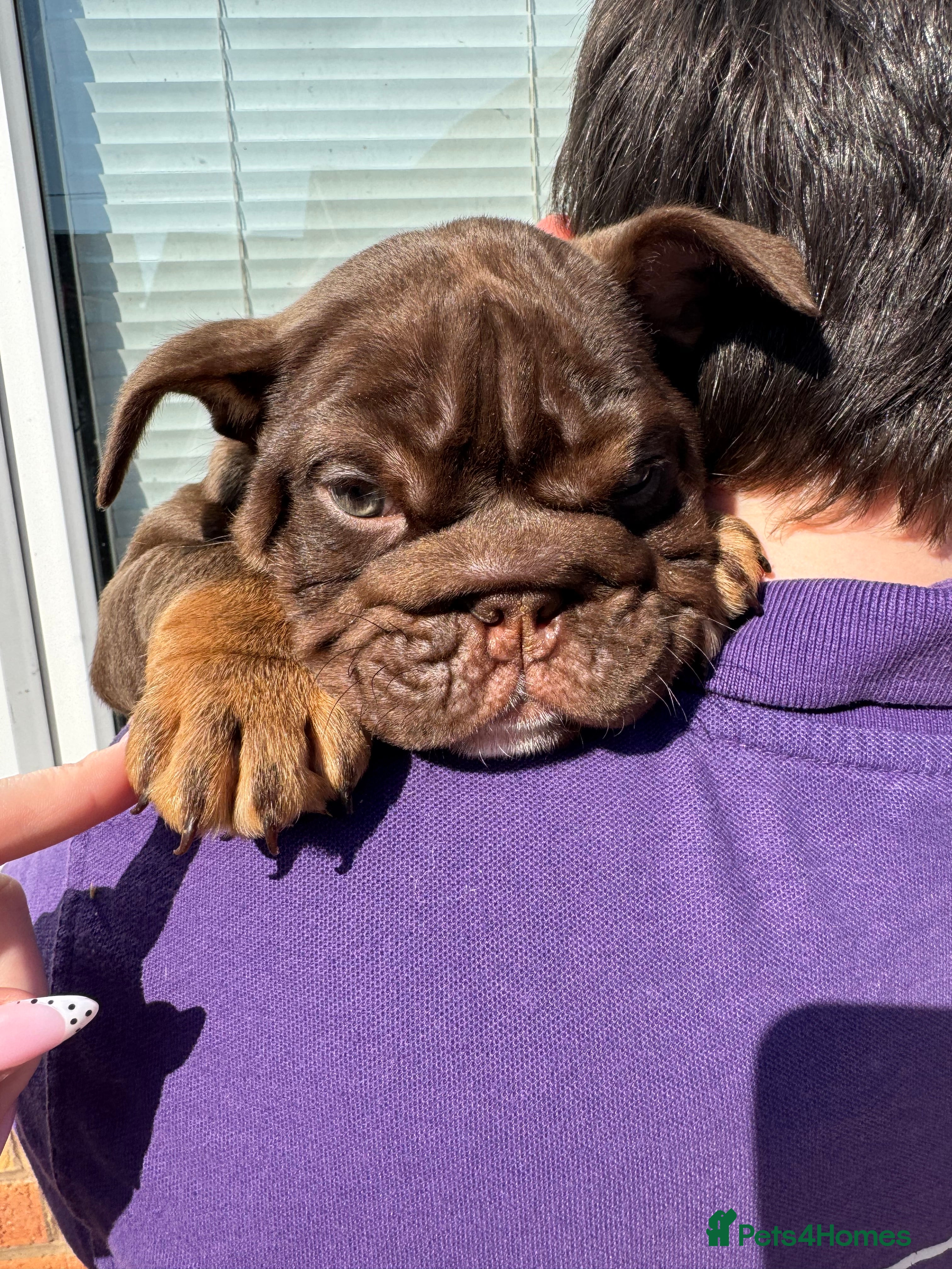 English Bulldog dogs Bettie X Sorento son of 007🧬💥🧬 - Advert 6