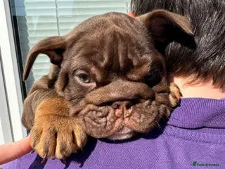 English Bulldog dogs Bettie X Sorento son of 007🧬💥🧬 - Advert 6