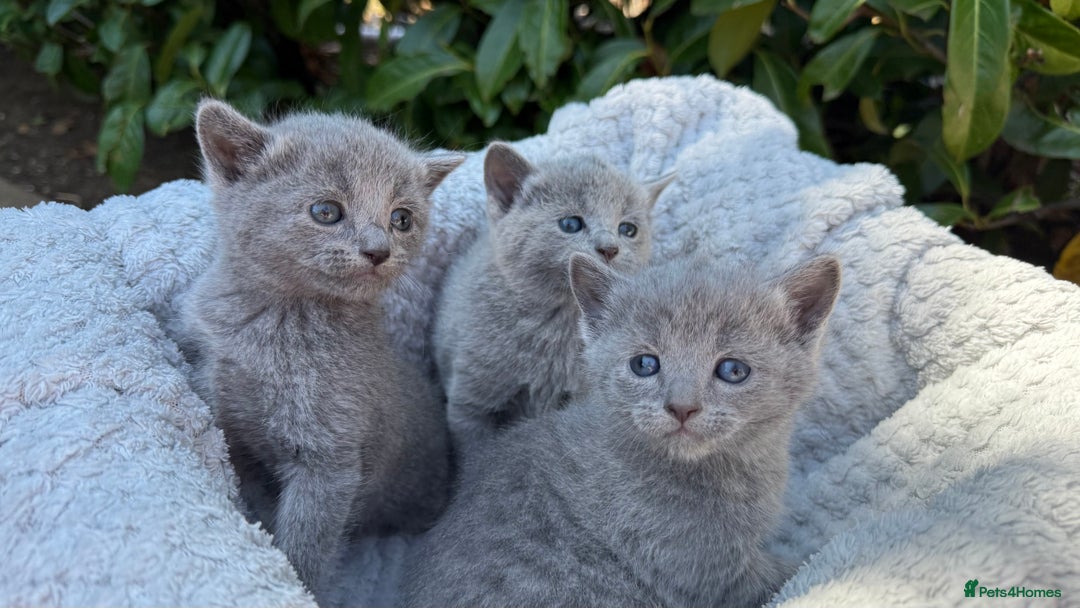 Russian Blue cats for sale: Pure Russian Blue Kittens - Image 13