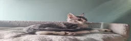 Maine Coon cats for sale: LAST 2 BEAUTYFULL KITTENS Tica Reg.!! - Advert 18