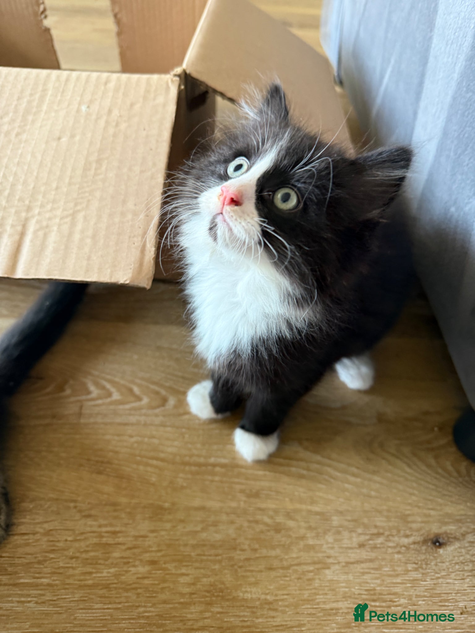 Mixed Breed cats Persian cross kittens! Ready to leave!! - Advert 1
