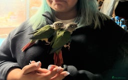 Conures birds for sale: Baby conures  - Image 6