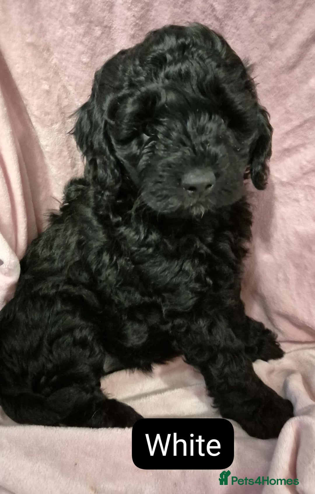 Cockapoo dogs for sale: Gorgeous cockapoo puppies. - Image 11