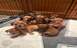 Mixed Breed dogs for sale: Mastiff hybrid - Advert 9