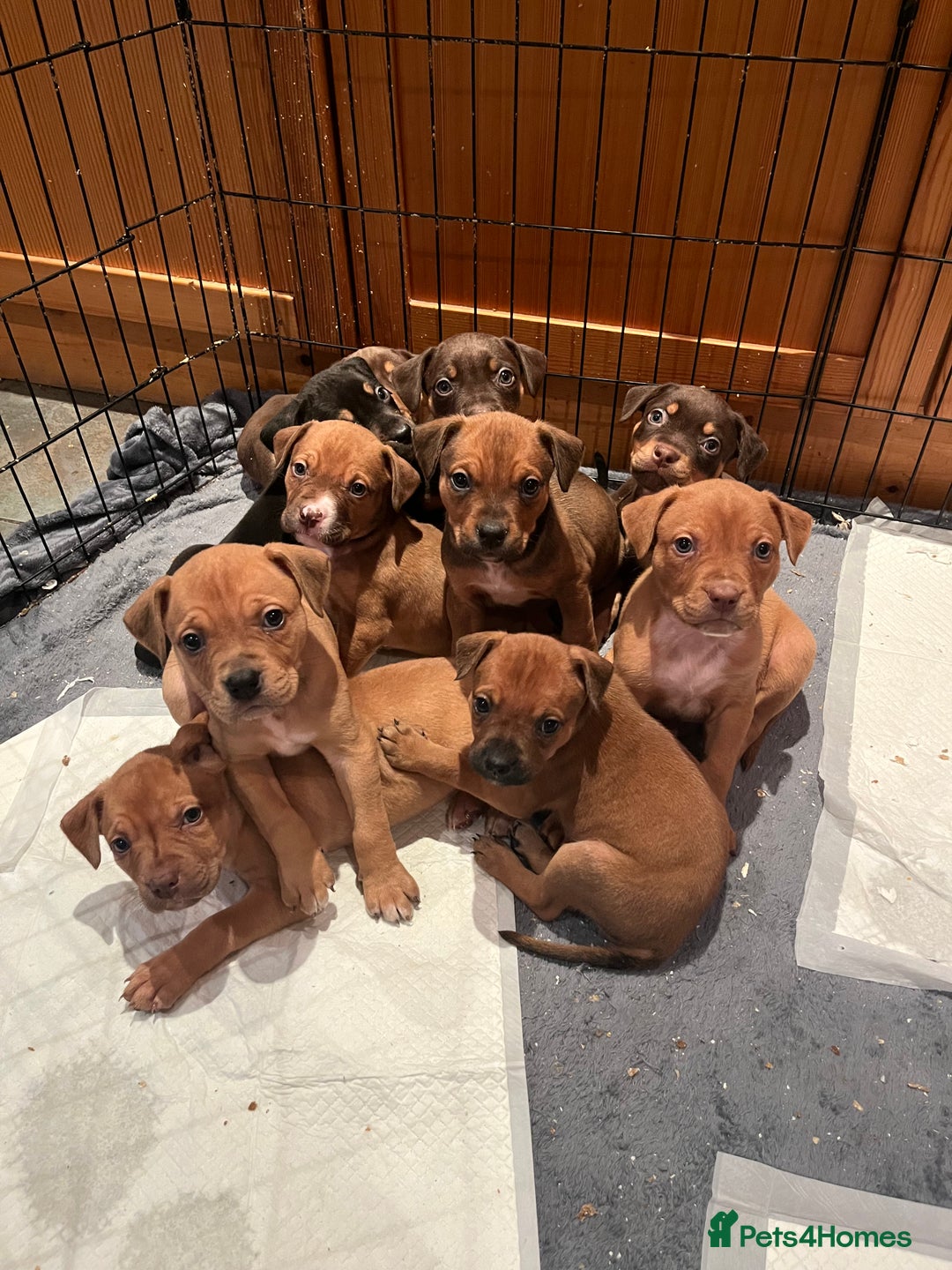 Mixed Breed dogs for sale: Mastiff hybrid - Advert 9