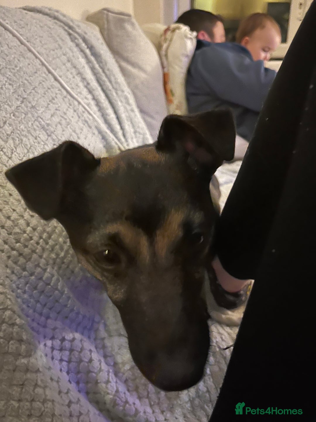 Mixed Breed dogs for sale: Jack Russell/dash mix  - Advert 2