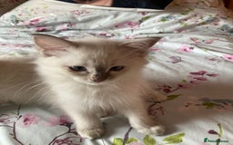 Ragdoll cats for sale: Ragdoll kittens - Image 9