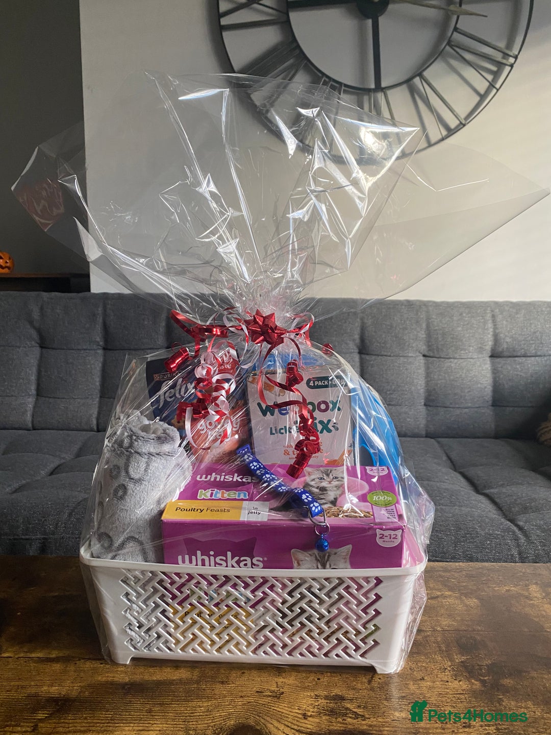 British Shorthair cats for sale: Stunning British Short Hair kitten GCCF/TICA - Image 25