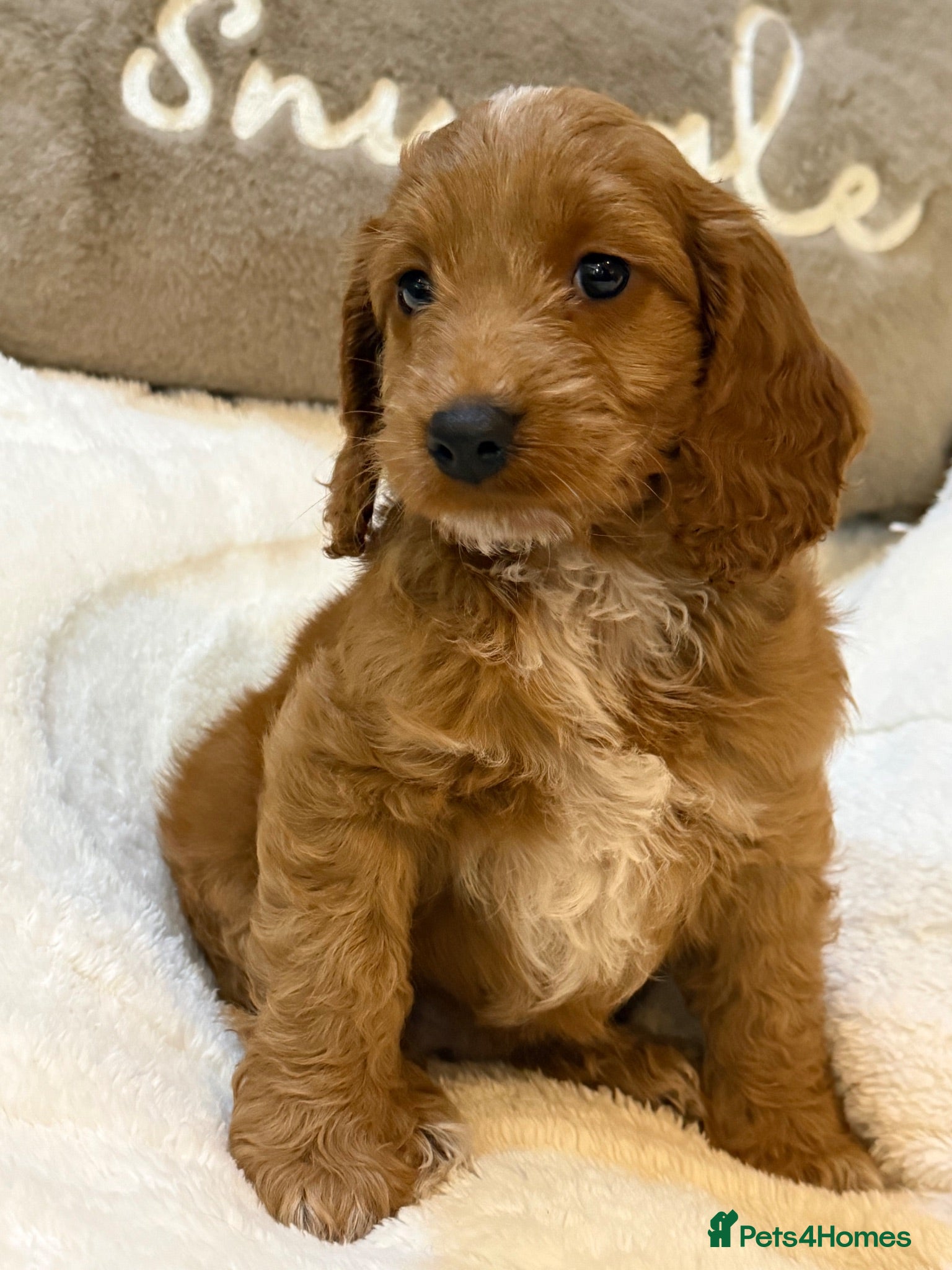 Cockapoo dogs Red F1 Cockapoo Girl ready next week  - Advert 2