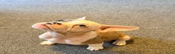 Mixed Breed dogs for sale: English Bulldog X French Bulldog Hybrids - Advert 12