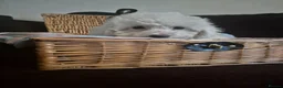 Maltipoo dogs for sale: Beautiful Toy Maltipoo Puppy DNA tested clear - Advert 1