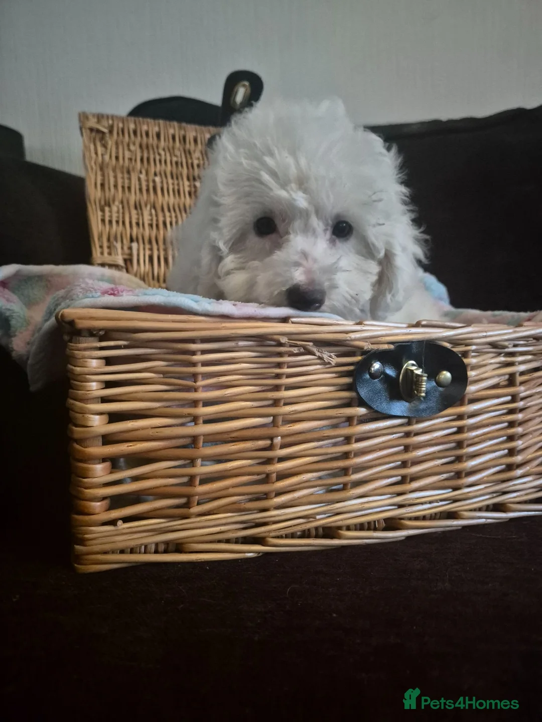 Maltipoo dogs for sale: Beautiful Toy Maltipoo Puppy DNA tested clear - Advert 1