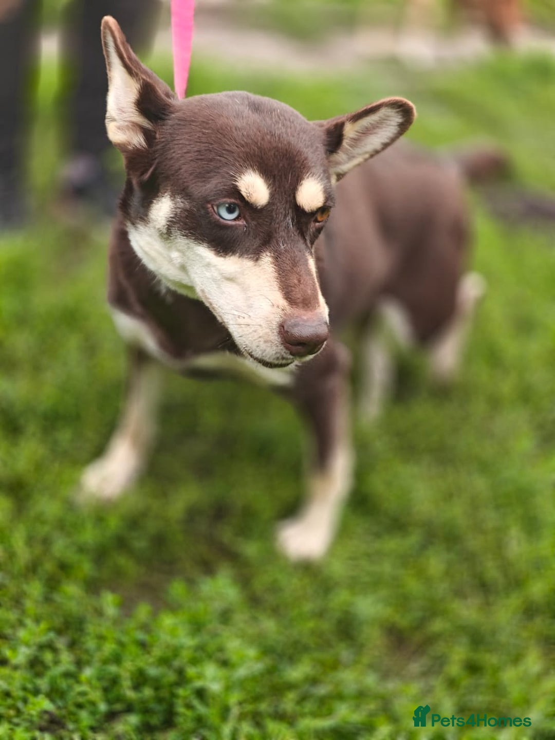 Mixed Breed dogs for adoption: ❤️Azara❤️: 3-year-old small-to-low-medium girl  - Advert 13