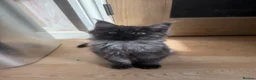 Ragcoon cats for sale: Cuteness Overload Incoming! Adorable Ragcoon Kitts - Advert 21