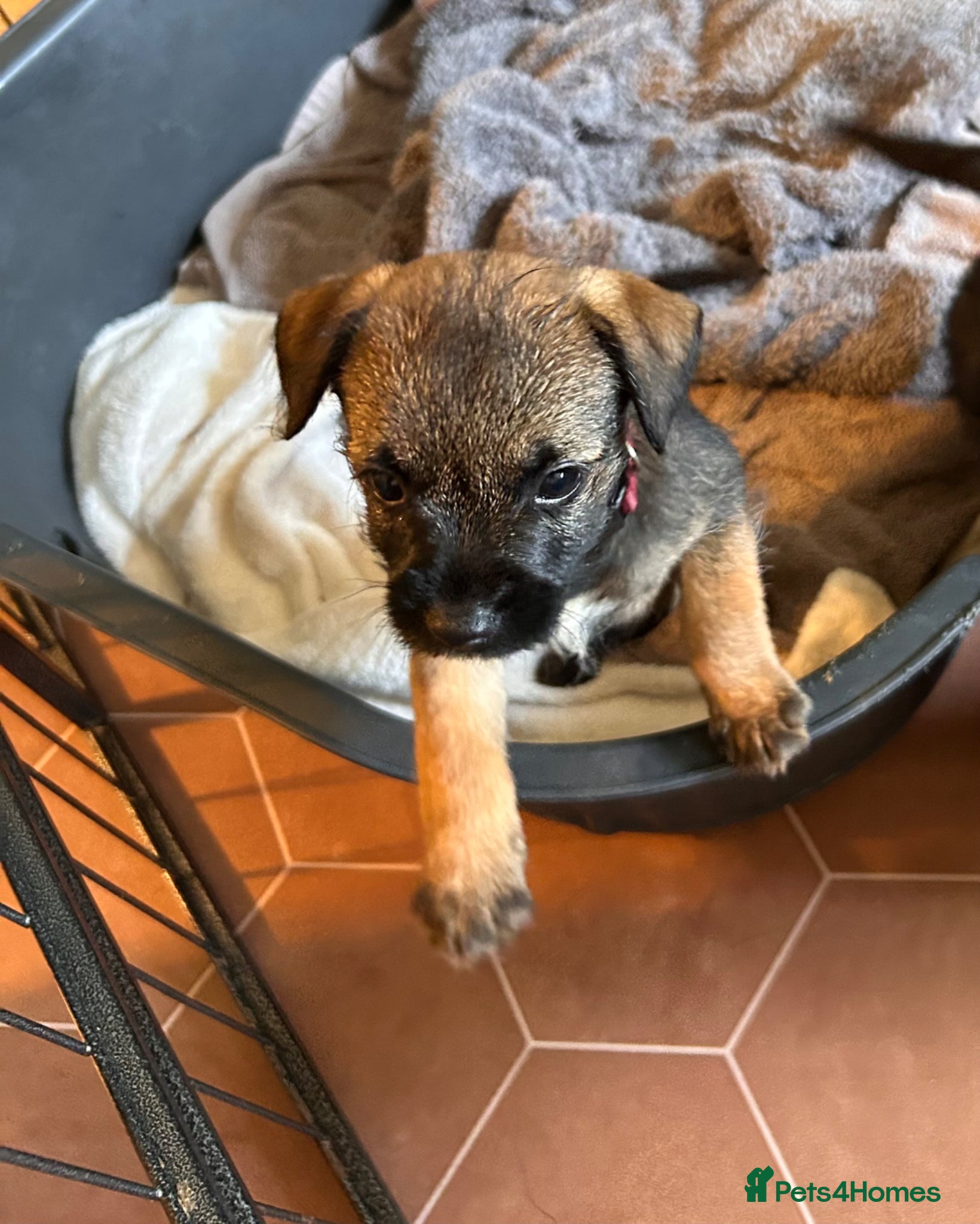 Border Terrier dogs KC reg Border terrier puppies  - Advert 1