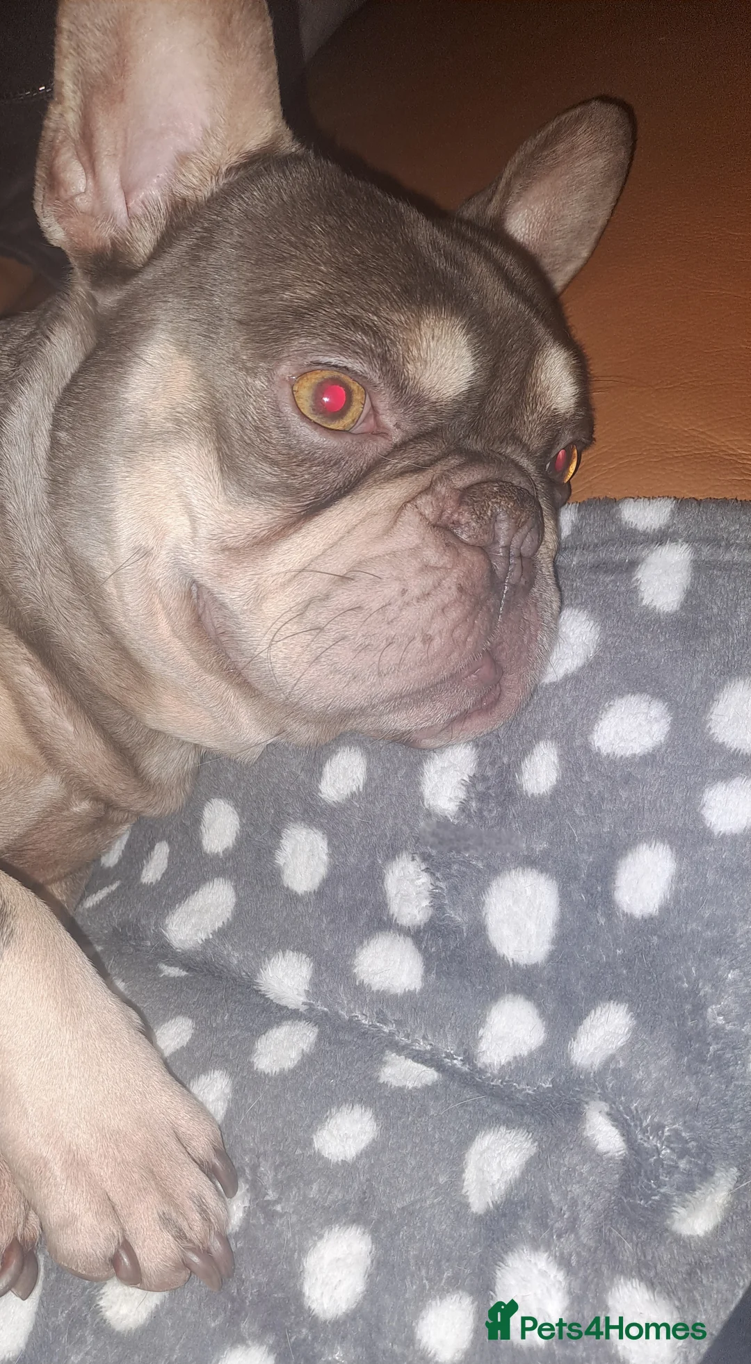 French Bulldog dogs for stud: KC TOP DRAW STUD Ramsgate  in Ramsgate - Advert 1