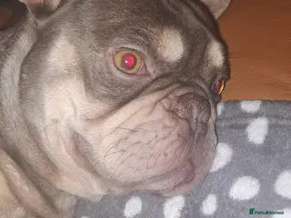 French Bulldog dogs KC TOP DRAW STUD Ramsgate in Ramsgate - Advert 20