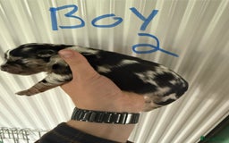 Mixed Breed dogs for sale: Blue merle and golden retriever puppies - Image 15