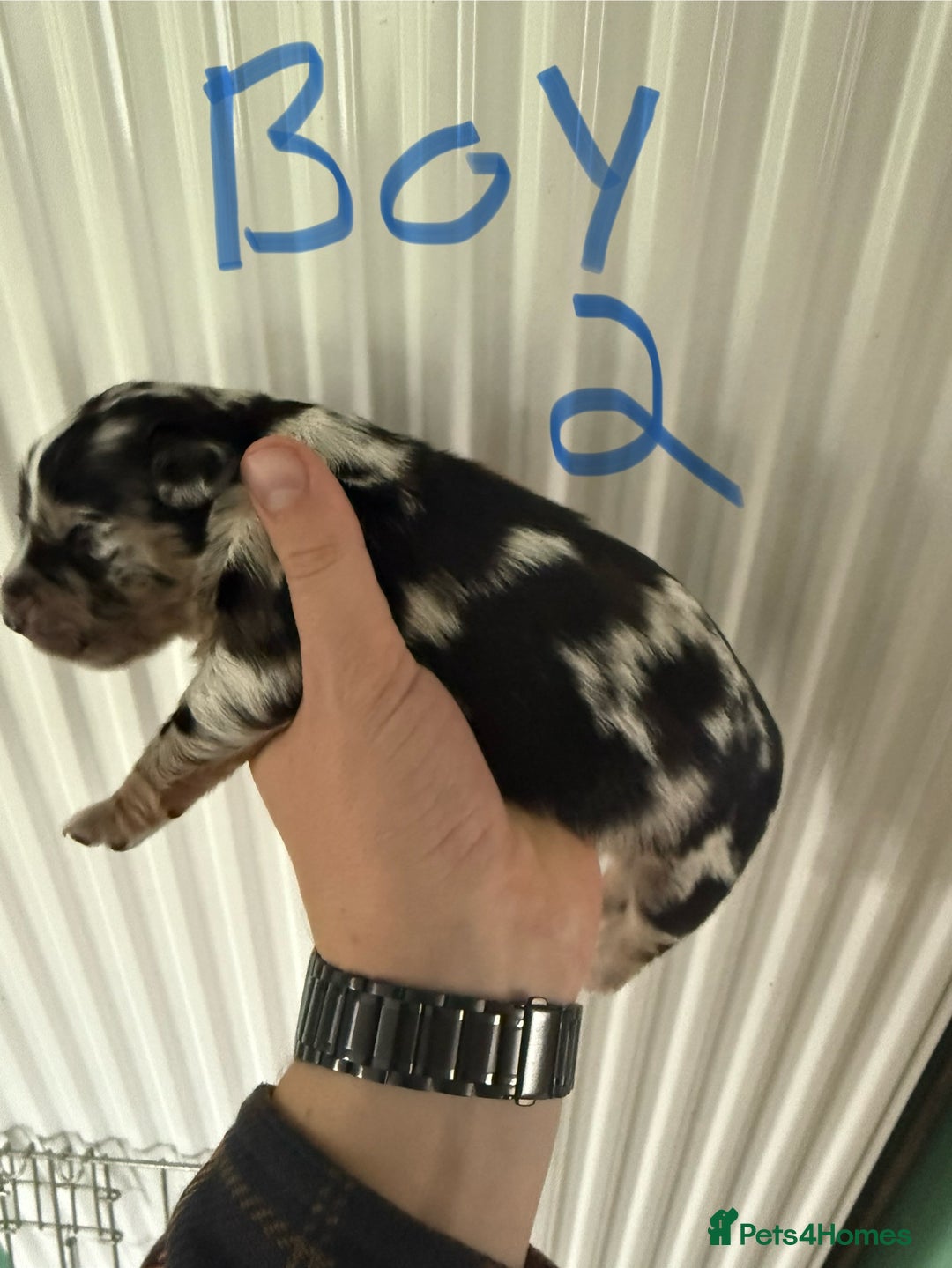 Mixed Breed dogs for sale: Blue merle and golden retriever puppies - Image 15