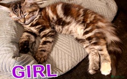 Mixed Breed cats for sale: Kittens - Image 1