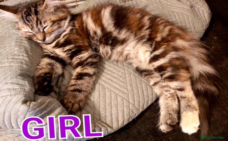 Mixed Breed cats - Advert 14