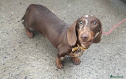 Dachshund dogs for sale: Dapple Boy Dachshund 🐶🐶 - Image 6