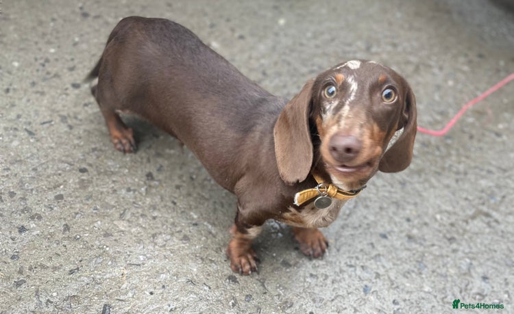 Dachshund dogs - Advert 3