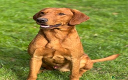 Labrador Retriever dogs for sale: Part-trained fox red Lab,FULLY HEALTH TEST PARENTS - Image 8