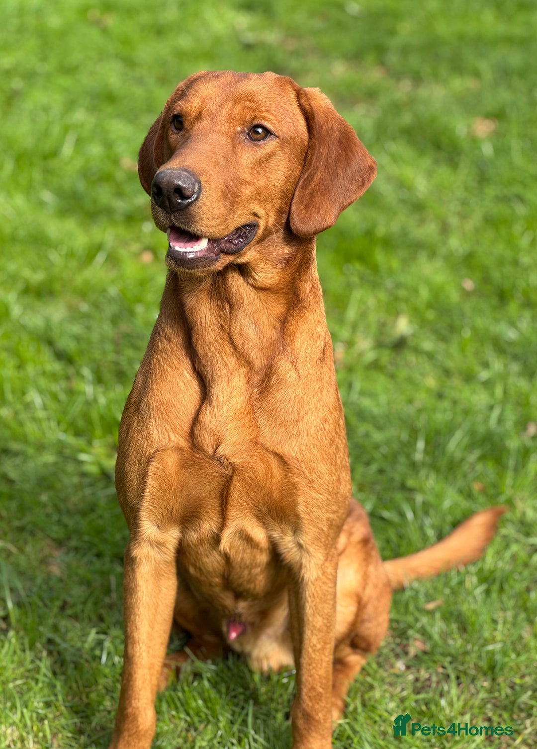Labrador Retriever dogs for sale: Part-trained fox red Lab,FULLY HEALTH TEST PARENTS - Image 8