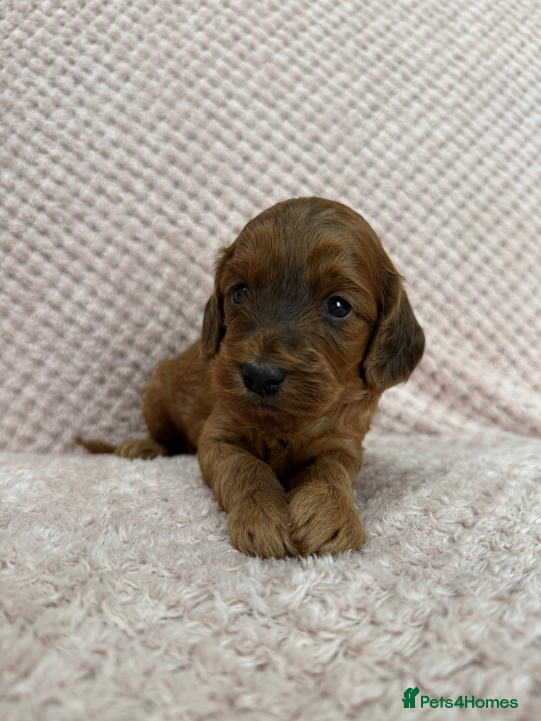 Cockapoo dogs for sale: Beautiful Cockapoos puppies - fully health tested  - Advert 12