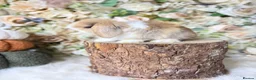 Mini Lop rabbits for sale: MINI LOPS | PEDIGREE  - Advert 4