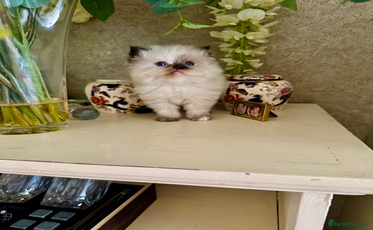 Birman cats - Advert 1