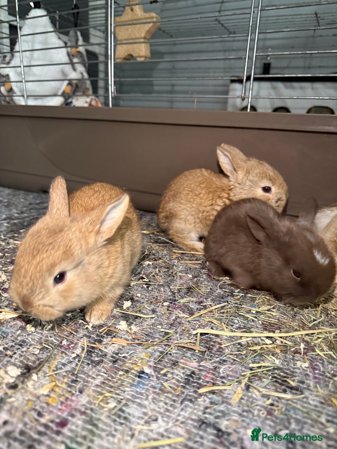 French Lop rabbits for sale: French Lop Bunnies - Advert 12