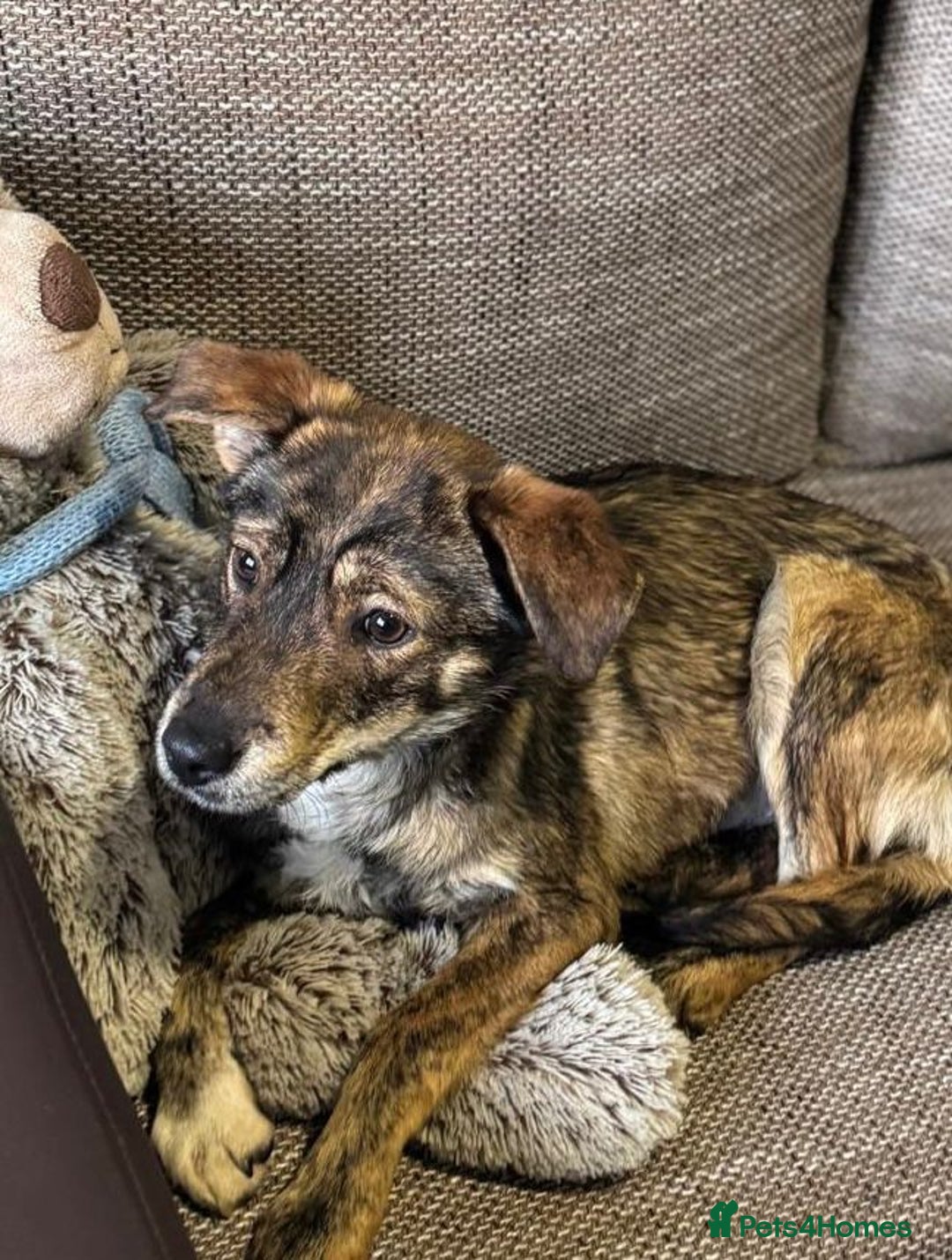 Mixed Breed dogs for adoption: Beautiful Bella needs her special home - Advert 16