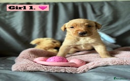 Labrador Retriever dogs for sale: 🐶 8 Gorgeous KC Labrador Puppy’s 🐶 - Image 4