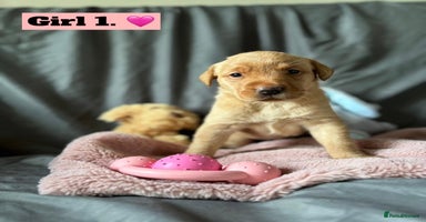 Labrador Retriever dogs - Advert 3