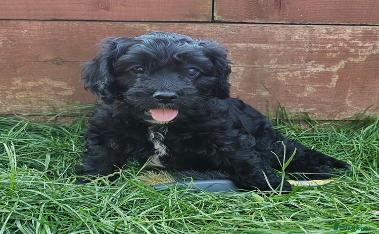 Cavapoo dogs - Advert 5