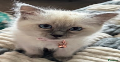 Ragdoll cats - Advert 9