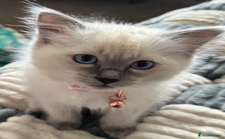 Ragdoll cats - Advert 3