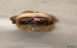 Shihpoo dogs for sale: Beautiful Shihpoo puppies  - Image 13