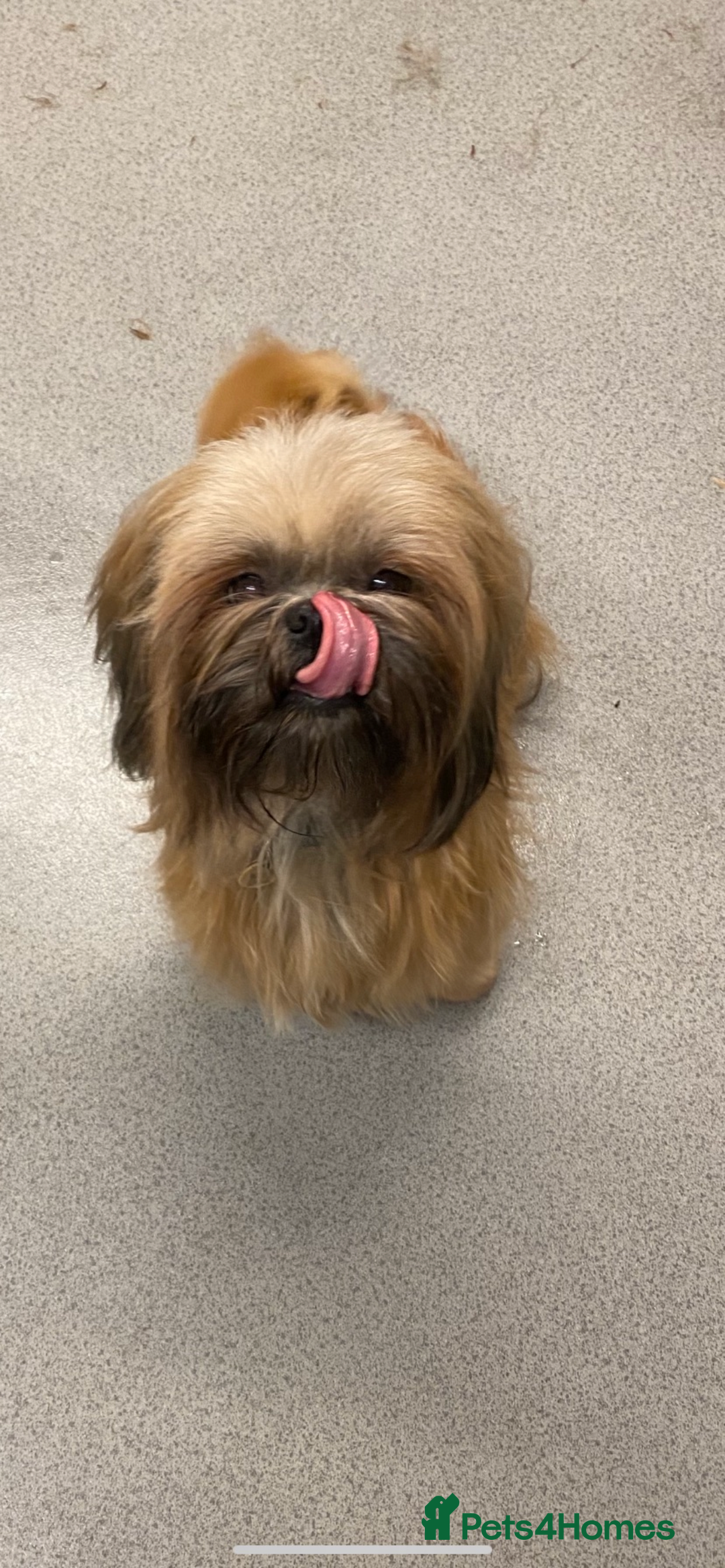 Shihpoo dogs for sale: Beautiful Shihpoo puppies  - Image 13